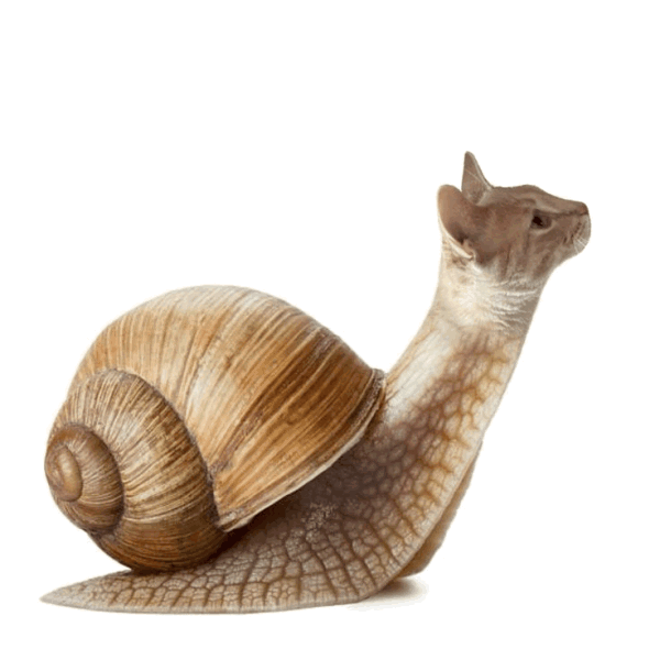 snat